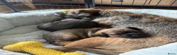 Border Terrier dogs for sale: 2 x Bitches  in Antrim - Advert 11