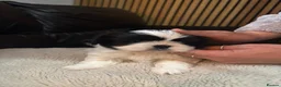 Shih Tzu dogs for sale: Imperial Shih Tzu - Advert 2