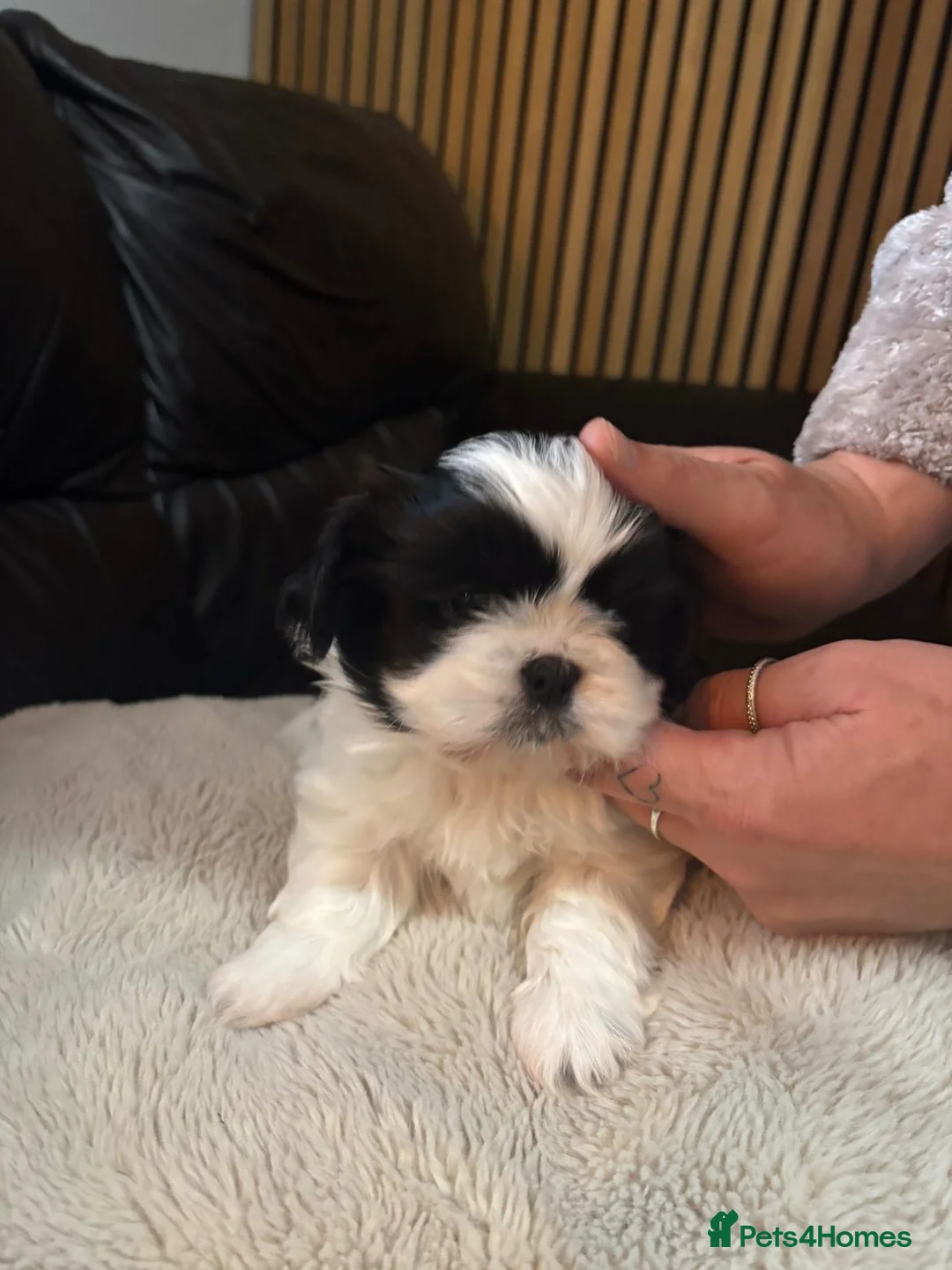 Shih Tzu dogs for sale: Imperial Shih Tzu - Advert 2