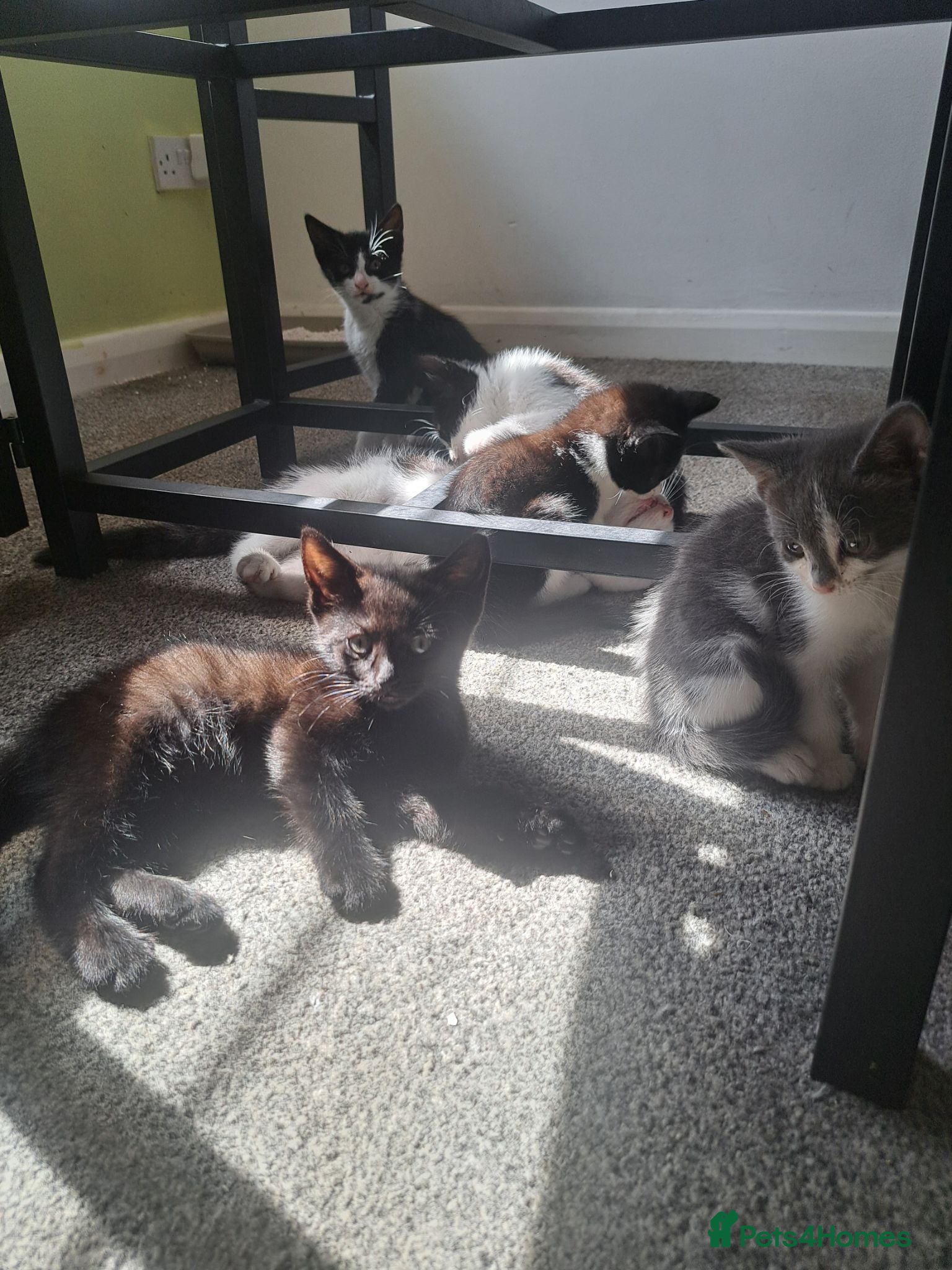 Mixed Breed cats 7 adorable kittens ready for a new home - Advert 2