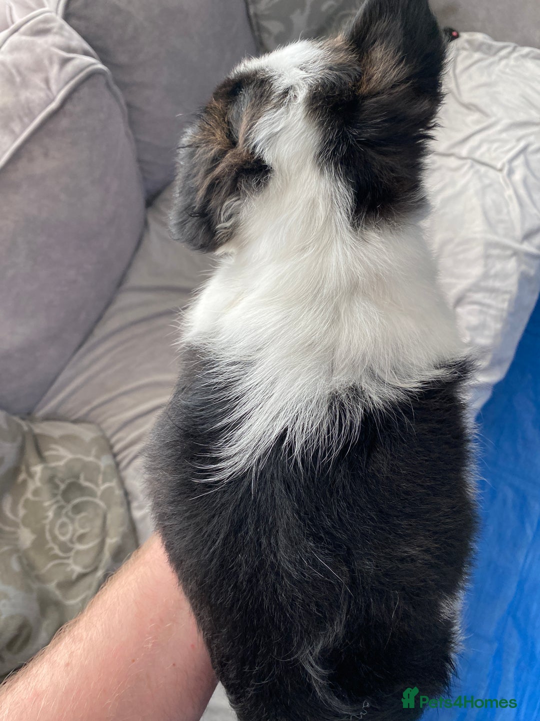 French Bulldog dogs for sale: French bulldogs puppy’s for sale - Advert 26