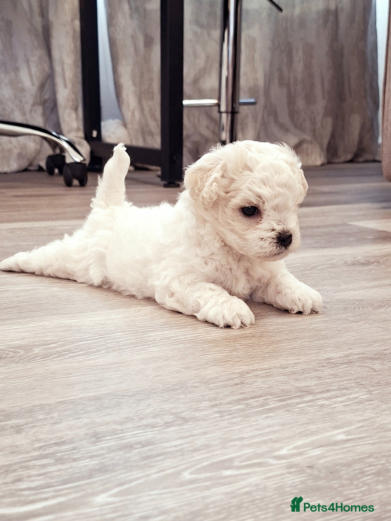 Maltese dogs Maltese puppies !! ONLY TWO BOYS LEFT!! - Advert 6