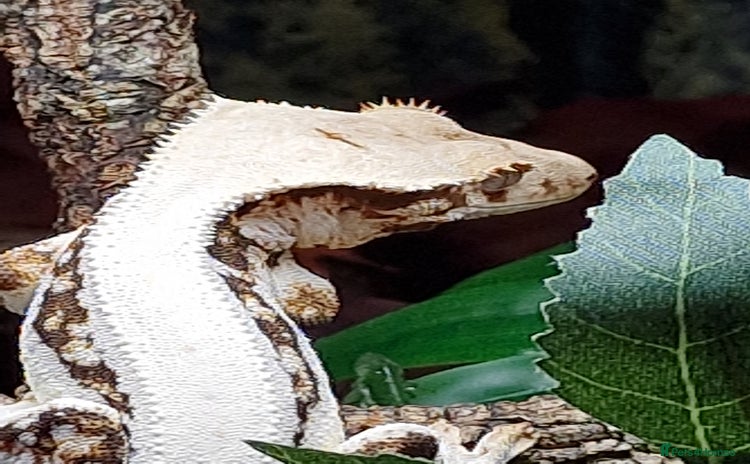 Gecko reptiles - Advert 1