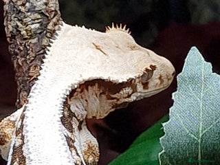 Gecko reptiles 2 x Male Crested Geckos - Advert 8