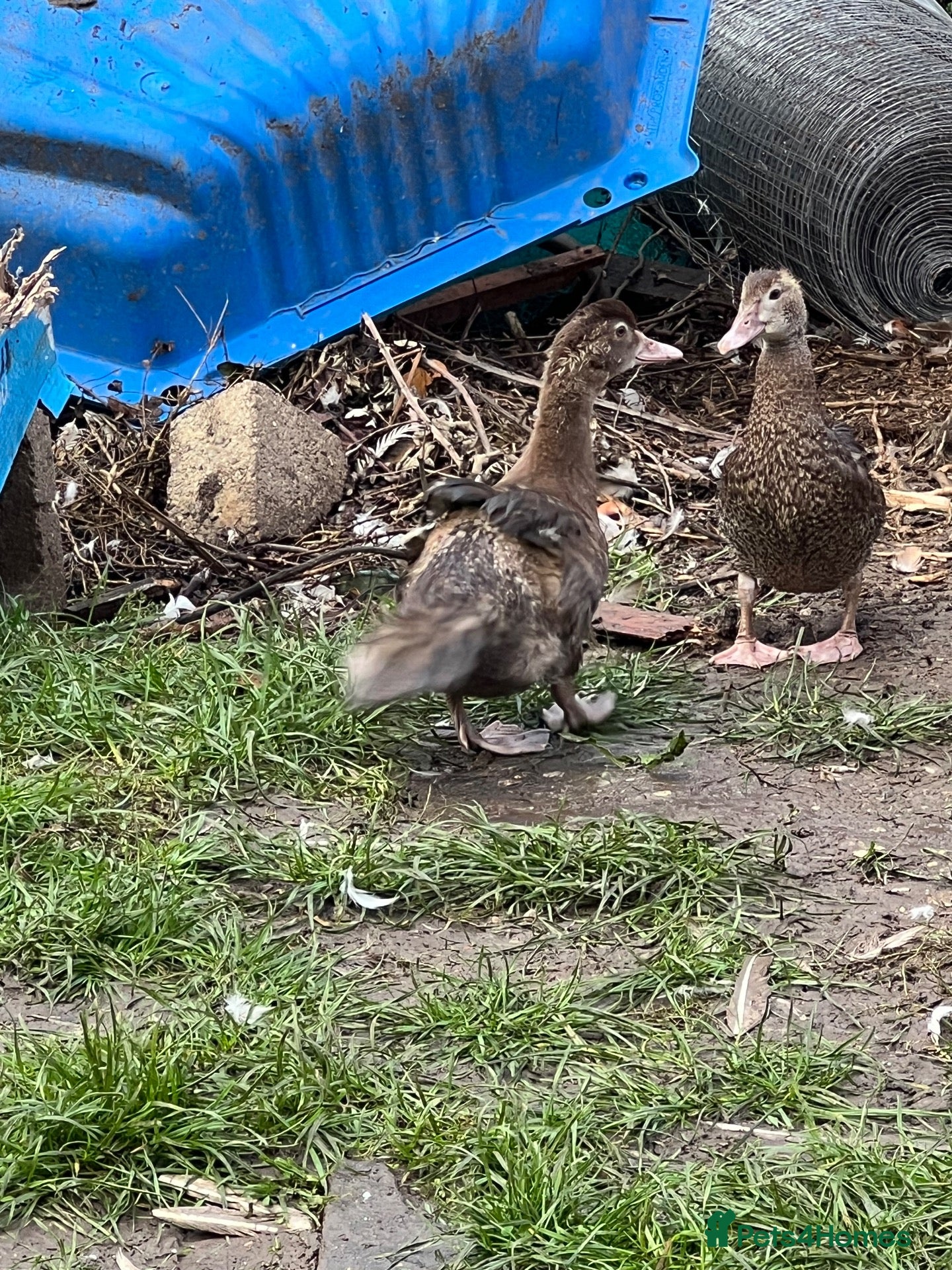 Ducks poultry for sale: 8 week old - female Muscovy ducklings - Advert 4