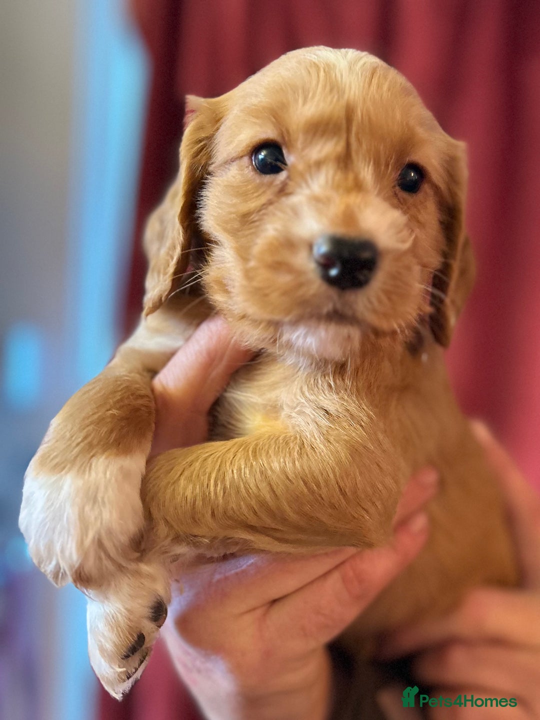 Cocker Spaniel dogs for sale: Pedigree Working Cocker Spaniel pups for sale  - Advert 10