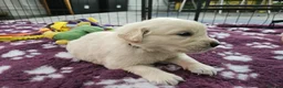 Golden Retriever dogs for sale: Beautiful KC Reg Golden Retriever Puppies - Advert 4