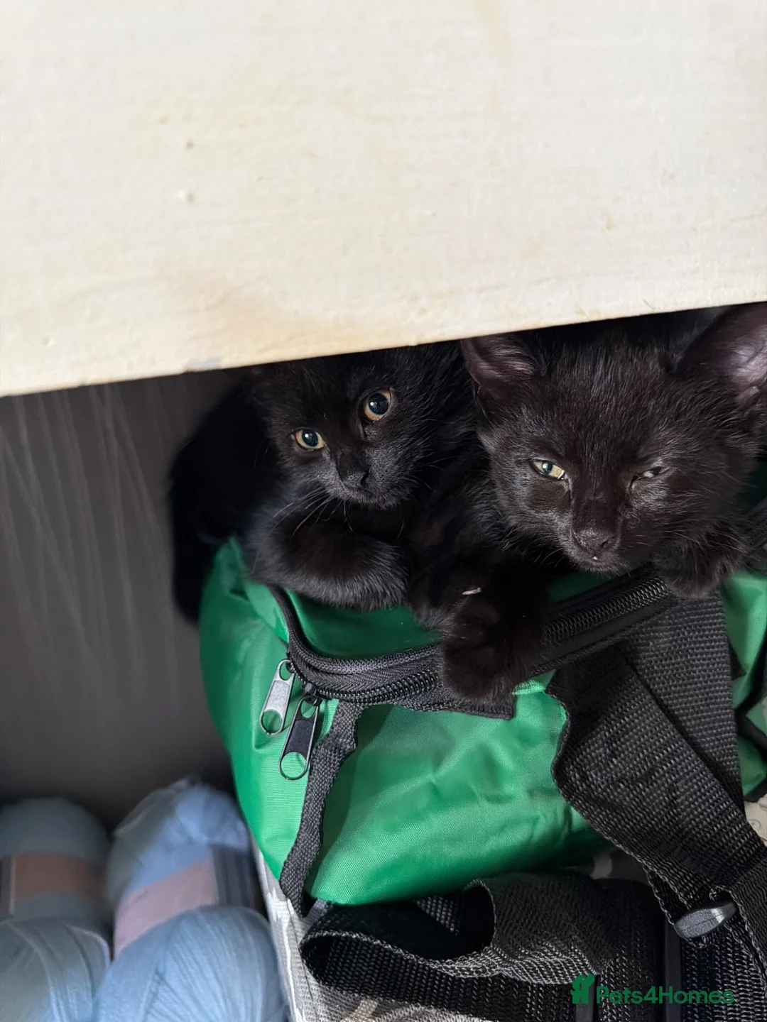 Mixed Breed cats for sale: 3 kittens available now  - Advert 2