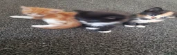 Mixed Breed cats for sale: Male and female kittens - Advert 13