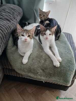Mixed Breed cats 2 five month old males  - Advert 3