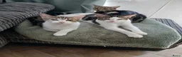 Mixed Breed cats for sale: 2 five month old males  - Advert 1
