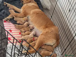 Golden Retriever dogs Golden retriever puppies - Advert 4