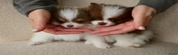 Pomeranian dogs for sale: Rare Colour Pomeranians | Blue & Green Eyes - Advert 10