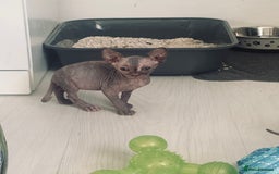 Sphynx cats for sale: 3 beautiful sphynx kittens  - Image 16