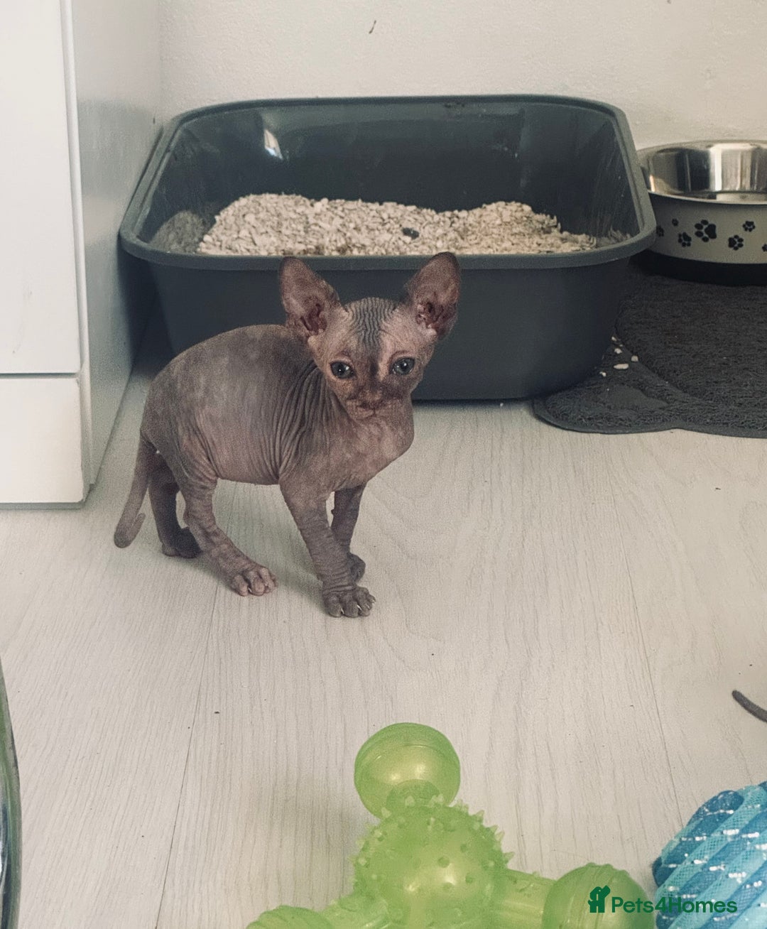 Sphynx cats for sale: 3 beautiful sphynx kittens  - Image 16
