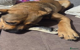 Mixed Breed dogs for sale: 9 month old rottweiler cross looking for new home  - Image 3