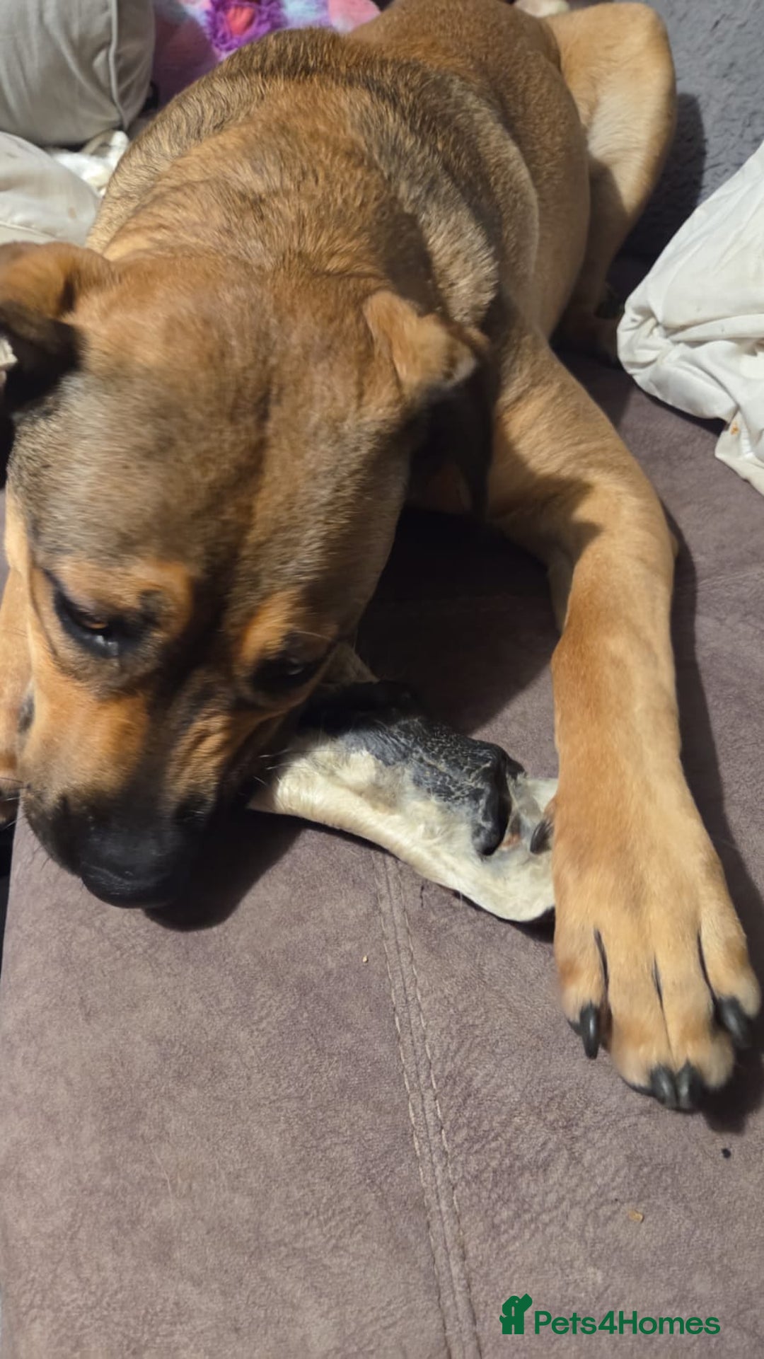 Mixed Breed dogs for sale: 9 month old rottweiler cross looking for new home  - Image 3