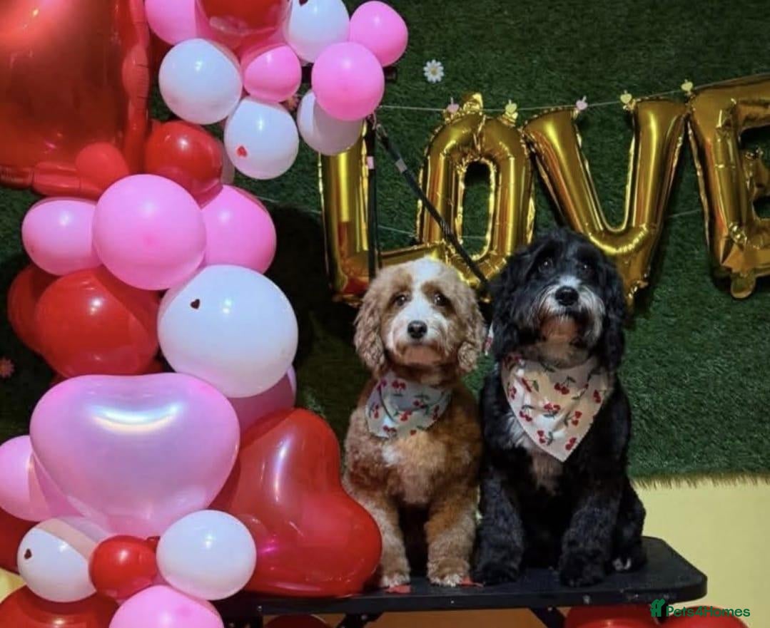 Sproodle dogs Stunning Red Sproodles  - Advert 2