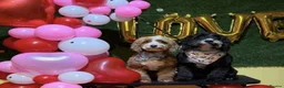 Sproodle dogs for sale: Stunning Red Sproodles  - Advert 2