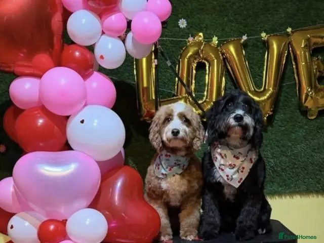 Sproodle dogs for sale: Stunning Red Sproodles - Advert 2