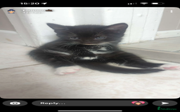 Mixed Breed cats for sale: 3 tiny kittens - Image 3