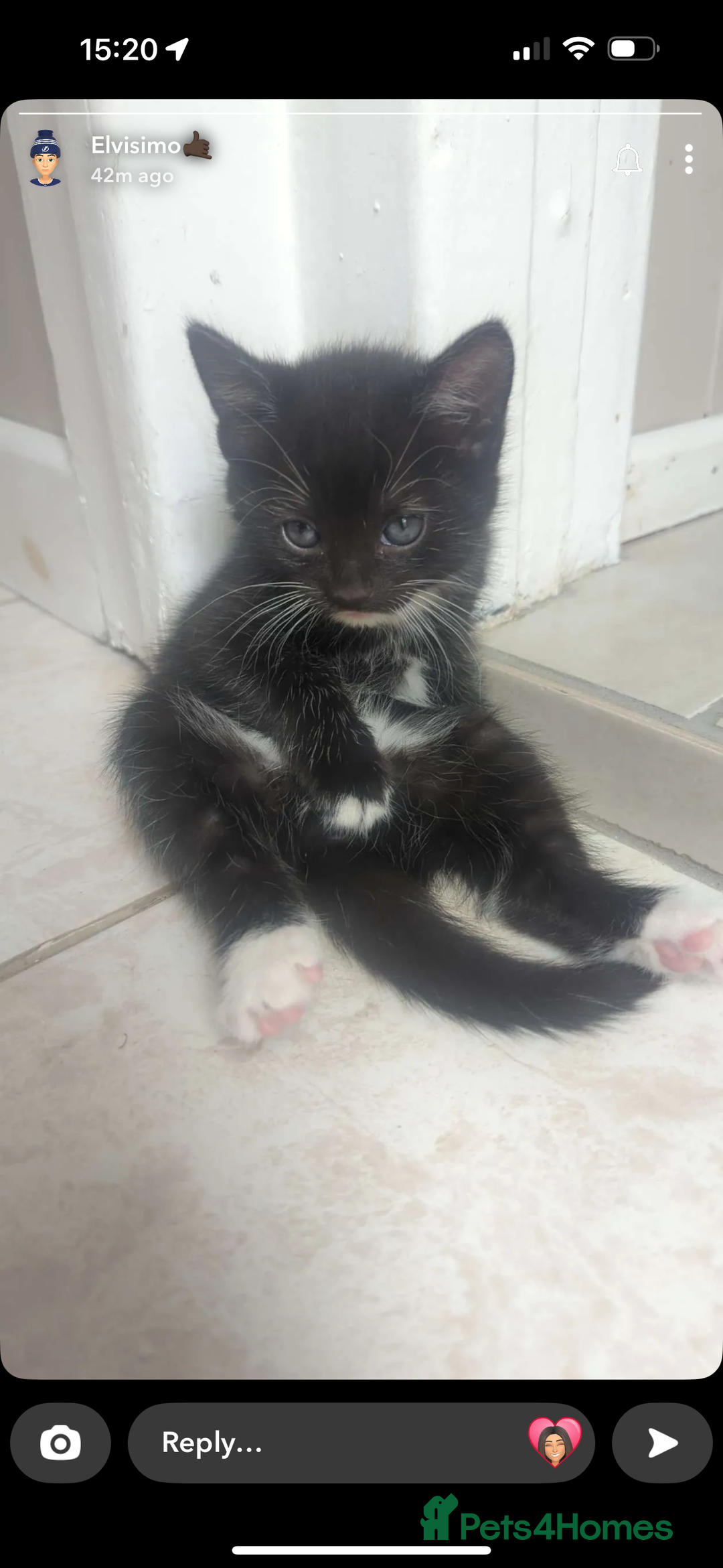 Mixed Breed cats for sale: 3 tiny kittens - Image 3