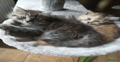 Mixed Breed cats - Advert 6