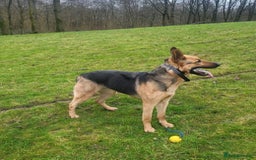 German Shepherd dogs for sale: Working German Shepherd puppies  - Image 6