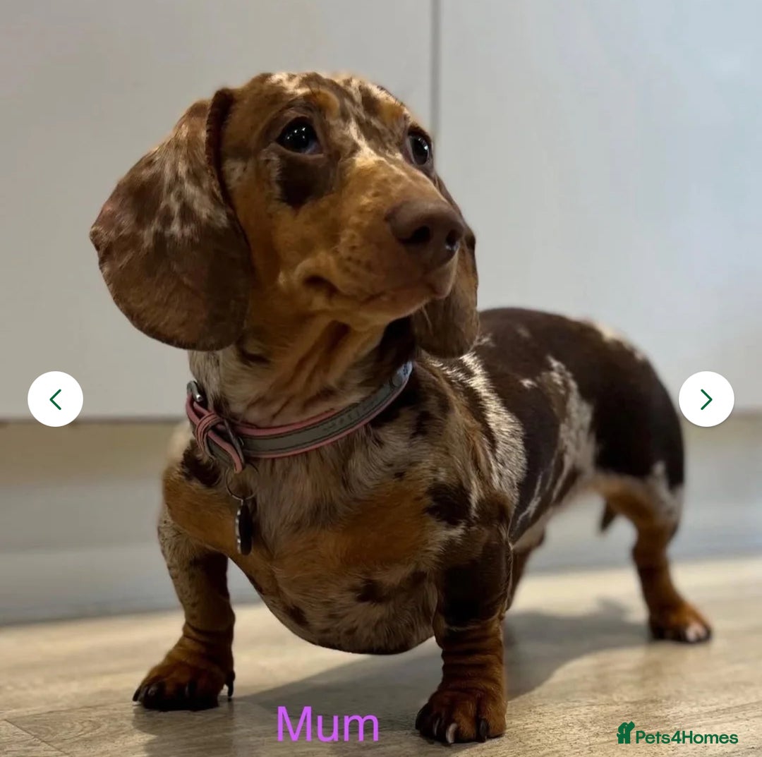 Miniature Dachshund dogs for sale: Rehoming 9 week Mini Dachshund Puppy - Image 4