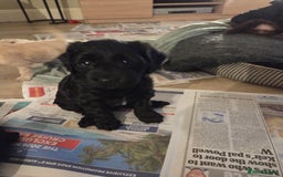 Sproodle dogs for sale: Beautiful litter of F2 Sproodles  - Image 16
