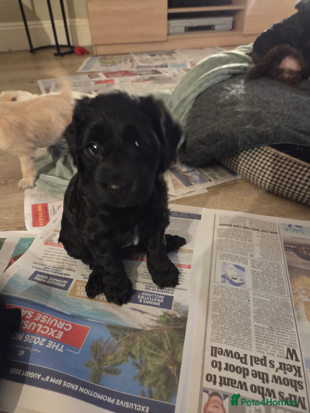 Sproodle dogs for sale: Beautiful litter of F2 Sproodles  - Image 16