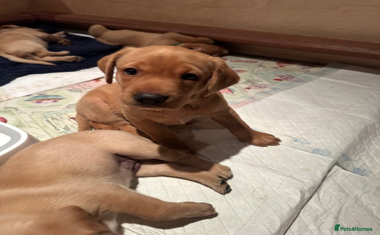 Labrador Retriever dogs - Advert 8