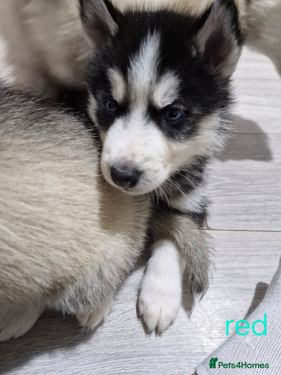 Siberian Husky dogs for sale: 8 husky pups - Advert 22