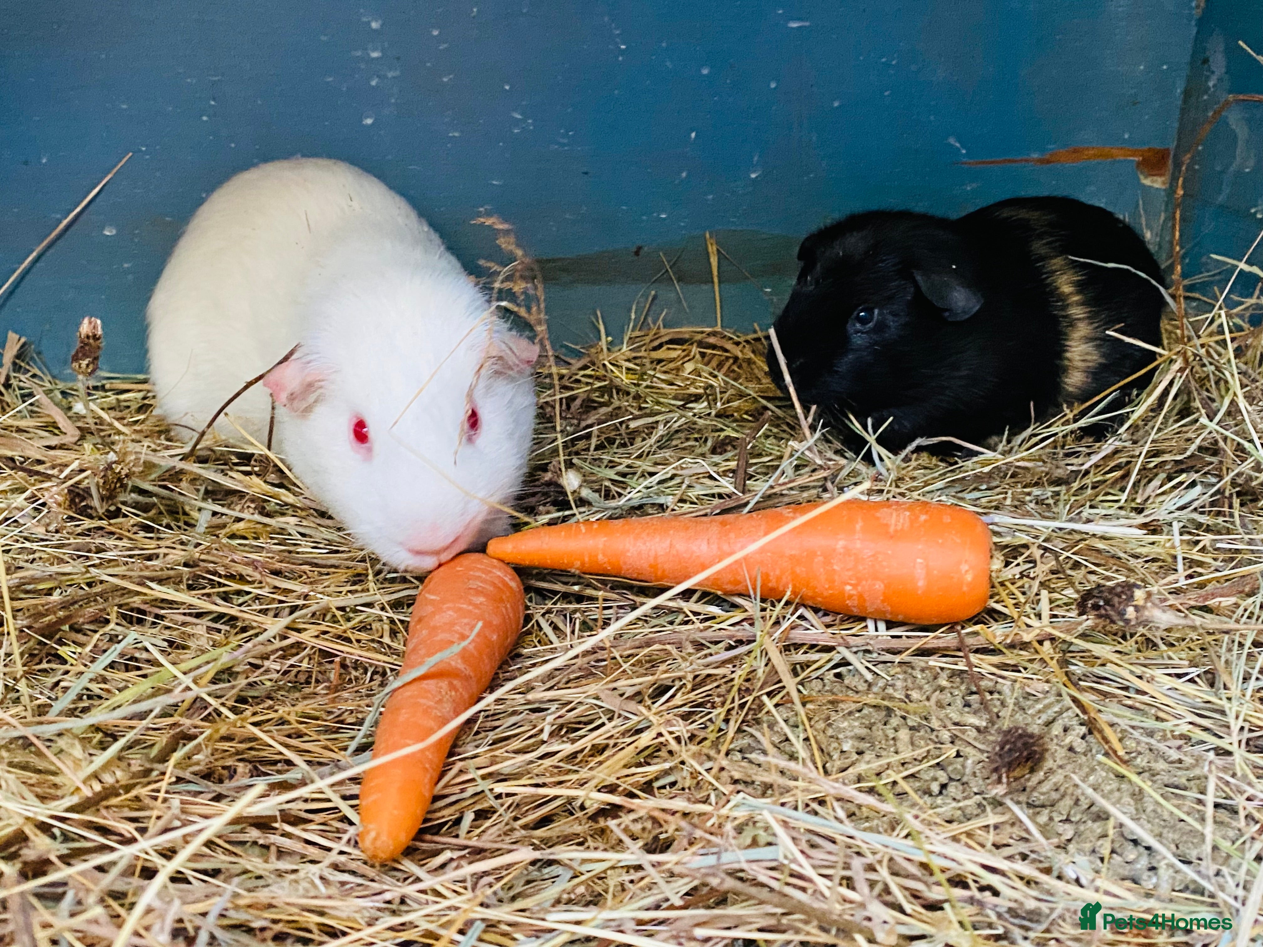 Guinea Pig rodents “Ying” and “Yang” baby boy pair - Advert 8