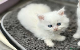 Persian cats for sale: 3 white half Persian kittens, ready soon - Image 7