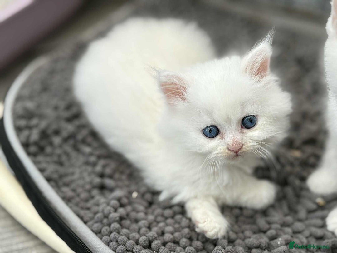 Persian cats for sale: 3 white half Persian kittens, ready soon - Image 7
