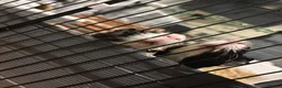 Guinea Pig rodents for sale: bonded guinea pigs for sale - Advert 19
