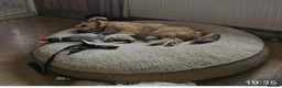 Mixed Breed dogs for adoption: Reeva- needs another doggy sibling - Advert 4