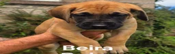 Mixed Breed dogs for sale: GreatDane x CaneCorso Pups-Exceptional Temperament - Advert 3
