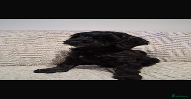 Cockapoo dogs - Advert 10