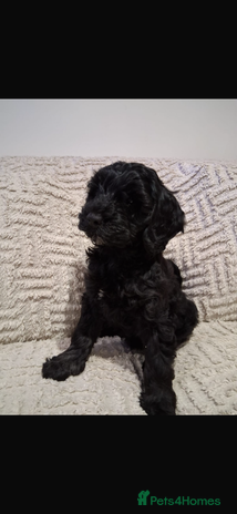 Cockapoo dogs - Advert 9