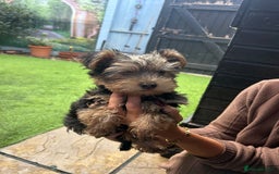 Yorkshire Terrier dogs for sale: Yorkshire terriers 1 boy 3 girls - Image 17