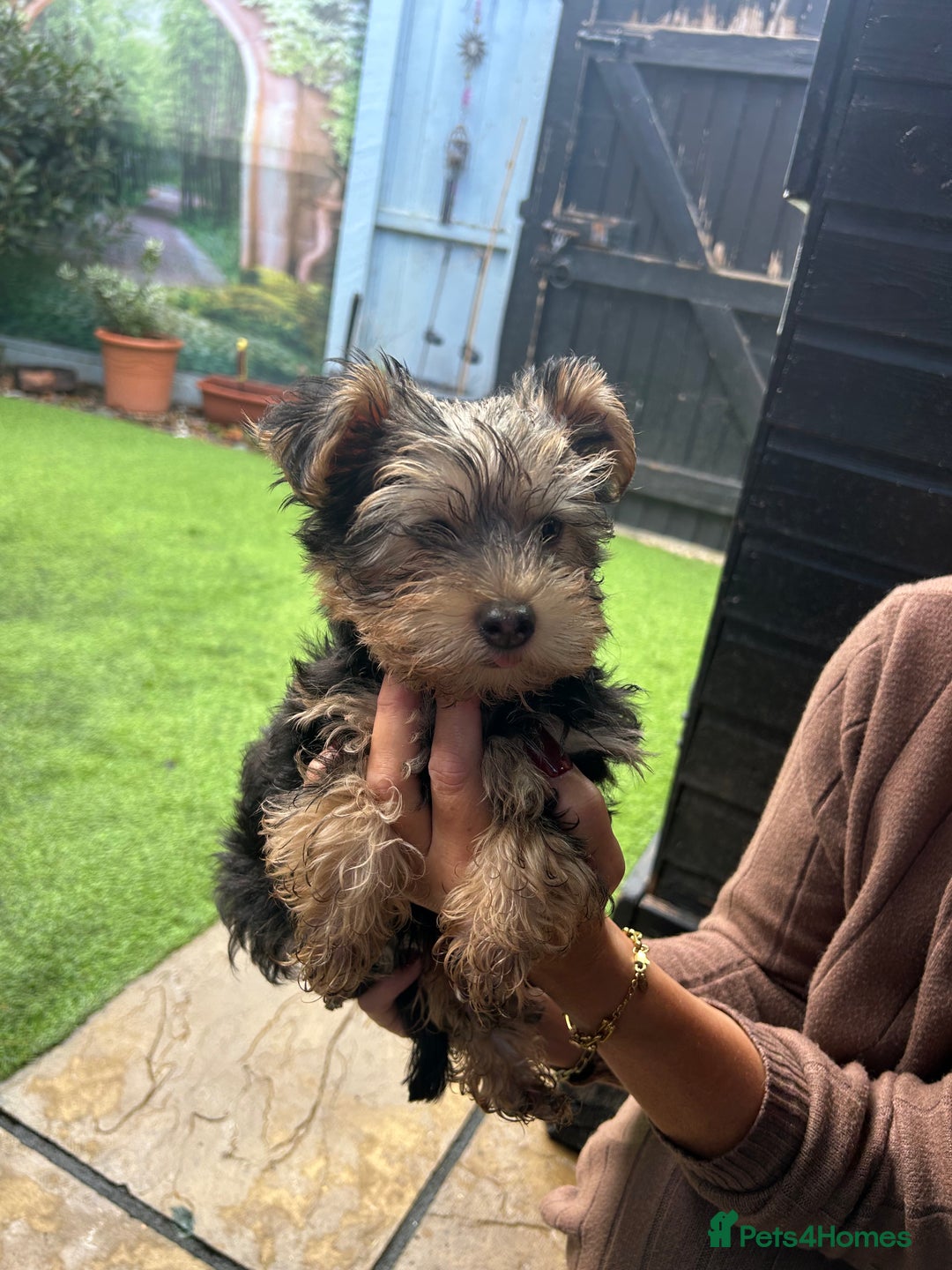 Yorkshire Terrier dogs for sale: Yorkshire terriers 1 boy 3 girls - Image 17