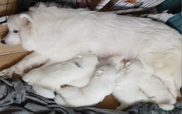 Samoyed dogs for sale: Samoyed - Image 1