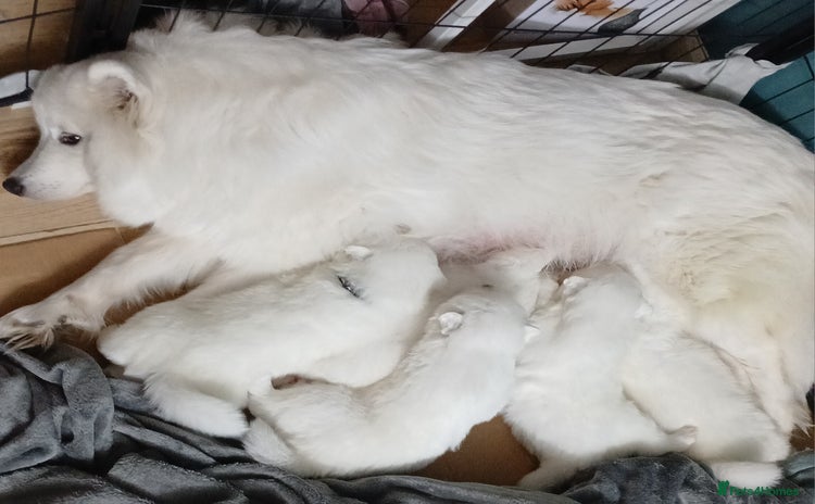 Samoyed dogs - Advert 1