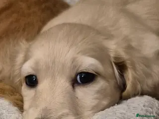 Miniature Dachshund dogs 1 Miniature dachshund KC reg long haired cream - Advert 6