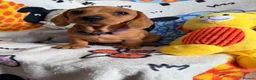 Miniature Dachshund dogs for sale: KC Mini Dachshund.  - Advert 11