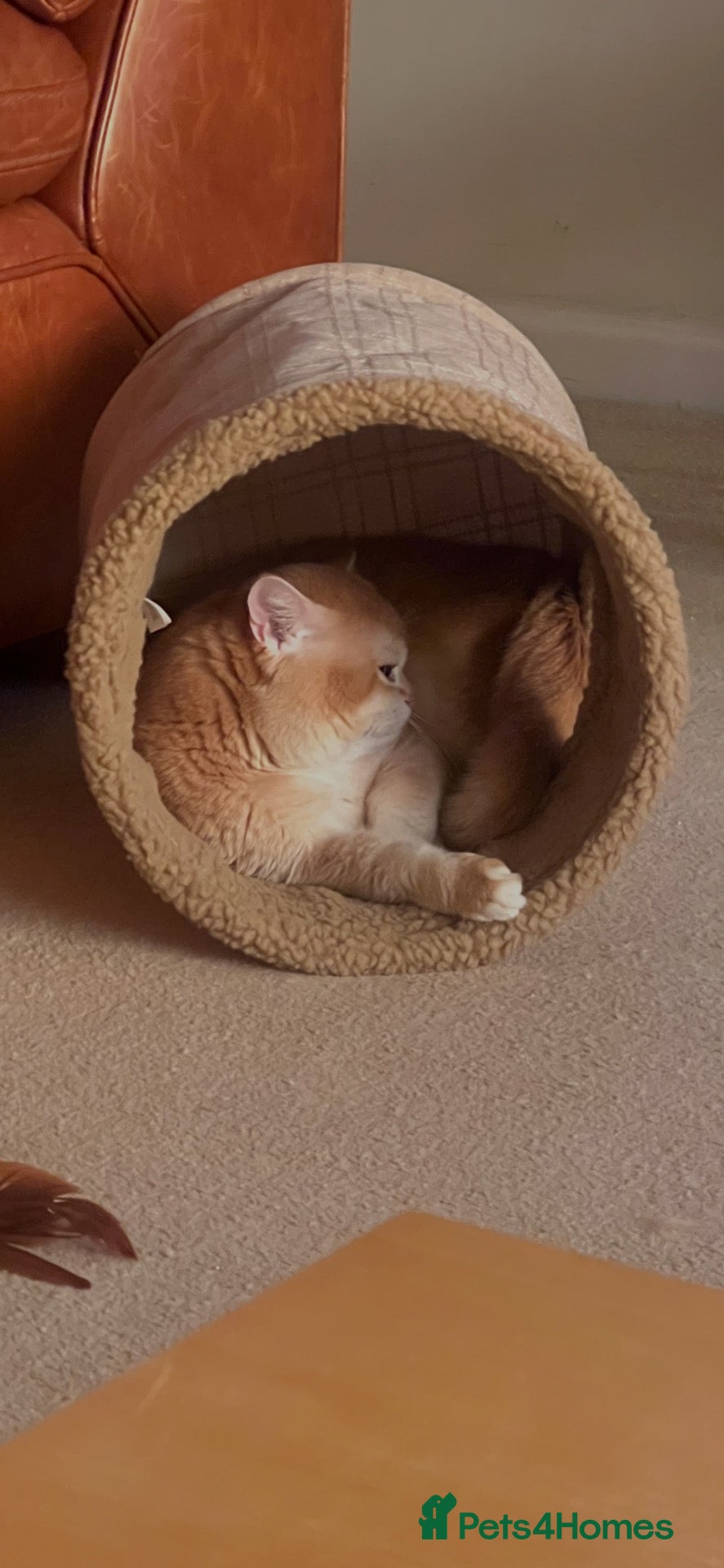 British Shorthair cats Cinnamon Golden Active Boy For Sale - Advert 10