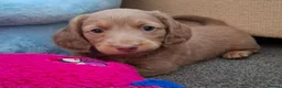 Miniature Dachshund dogs for sale: Miniature Dachshund  - Advert 12