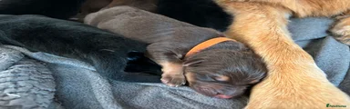 German Shepherd orange